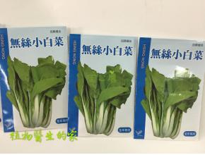 無絲小白菜 全年適種的小白菜